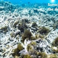珊瑚を白化する日焼け止めに規制
